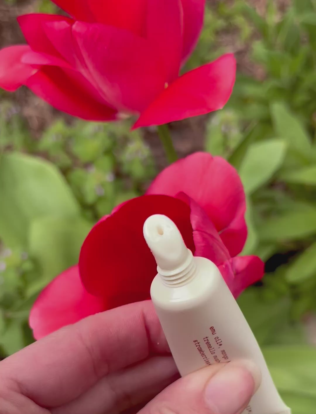 squeezing lip nectar in front of tulips